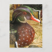 Wood Duck Decoy Briefkaart (Voorkant)
