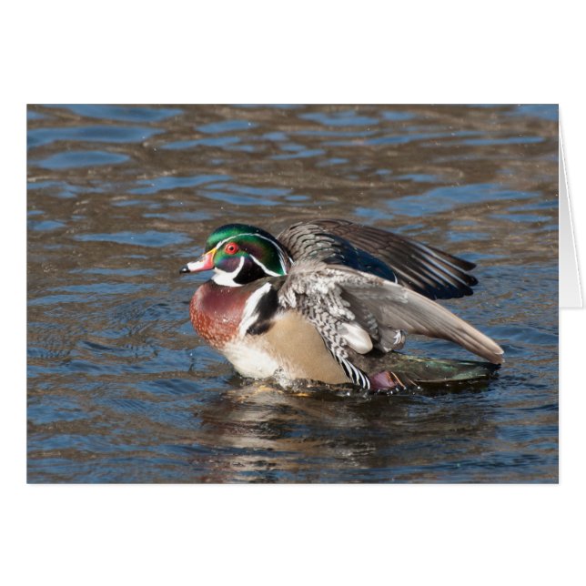Wood Duck Drake (Voorkant Horizontaal)