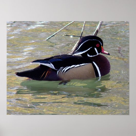 Wood Duck Drake Poster (Voorkant)