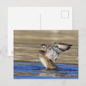 Wood Duck flapte haar vleugels Briefkaart (Voorkant / Achterkant)