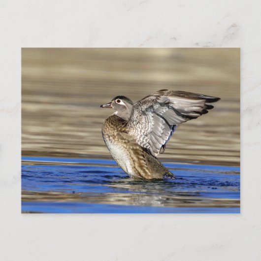 Wood Duck flapte haar vleugels Briefkaart (Voorkant)