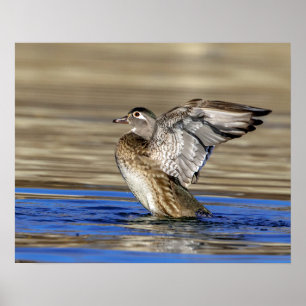 Wood Duck flapte haar vleugels Poster
