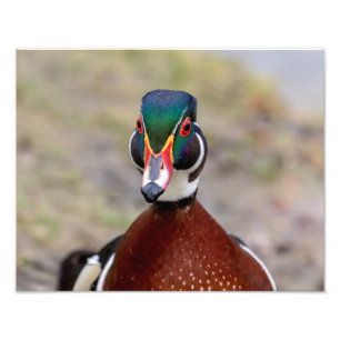 Wood Duck Foto Afdruk