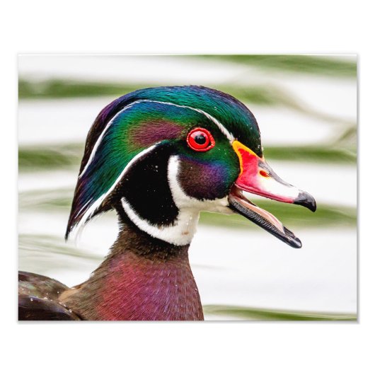 Wood Duck Foto Afdruk (Voorkant)