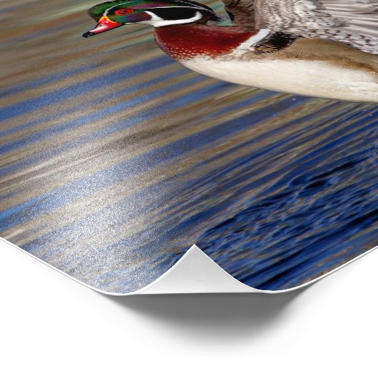 Wood Duck Foto Afdruk (Hoek)