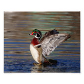 Wood Duck Foto Afdruk (Voorkant)
