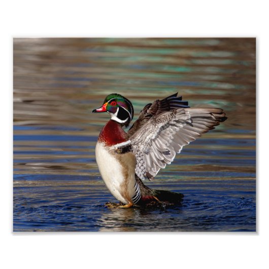 Wood Duck Foto Afdruk (Voorkant)