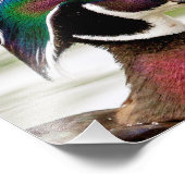 Wood Duck Foto Afdruk (Hoek)