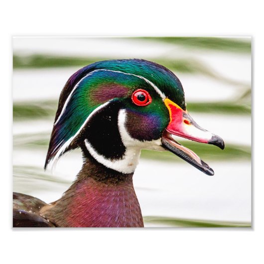 Wood Duck Foto Afdruk (Voorkant)
