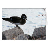 Wood Duck Hen (Voorkant Horizontaal)