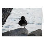 Wood Duck Hen (Voorkant Horizontaal)