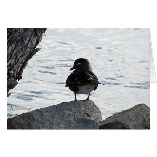Wood Duck Hen (Voorkant Horizontaal)