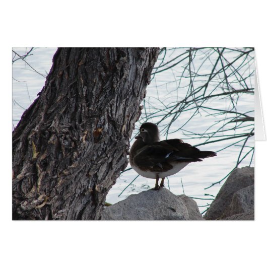Wood Duck Hen (Voorkant Horizontaal)