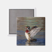 Wood Duck Magneet (Voorkant / Achterkant)