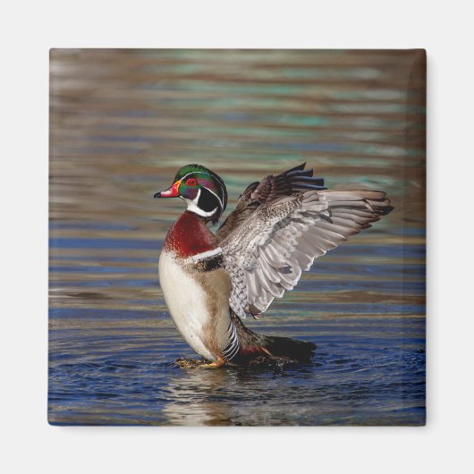 Wood Duck Magneet (Voorkant)