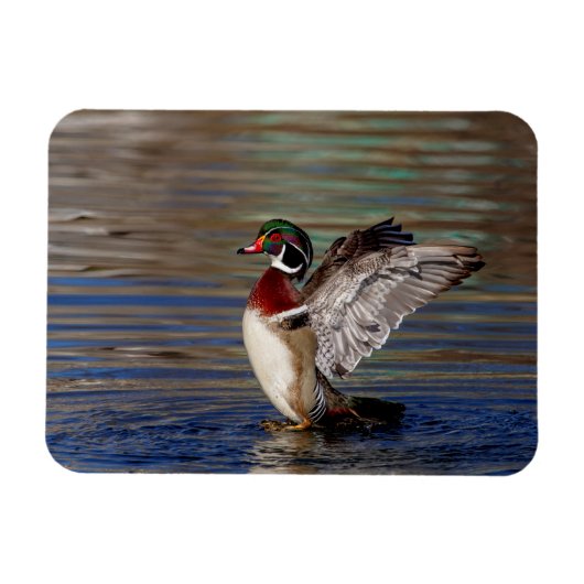 Wood Duck Magneet (Horizontaal)