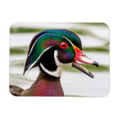 Wood Duck Magneet (Horizontaal)