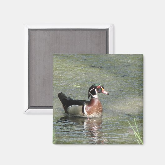 Wood Duck Magneet (Voorkant / Achterkant)