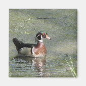 Wood Duck Magneet (Voorkant)