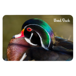 Wood Duck Magneet