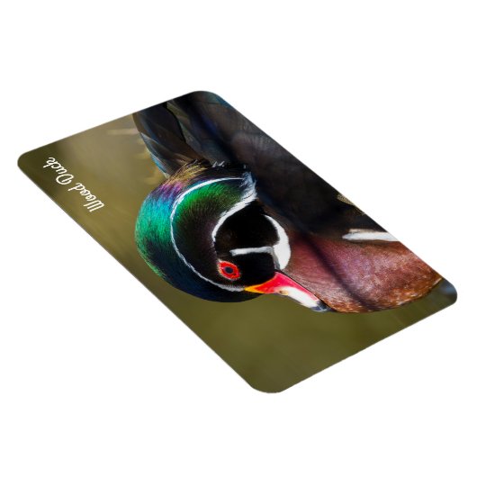 Wood Duck Magneet (Rechterzijde)