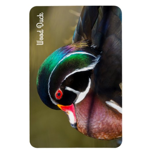 Wood Duck Magneet (Verticaal)