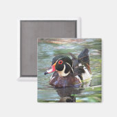 Wood Duck Magnet (Voorkant / Achterkant)
