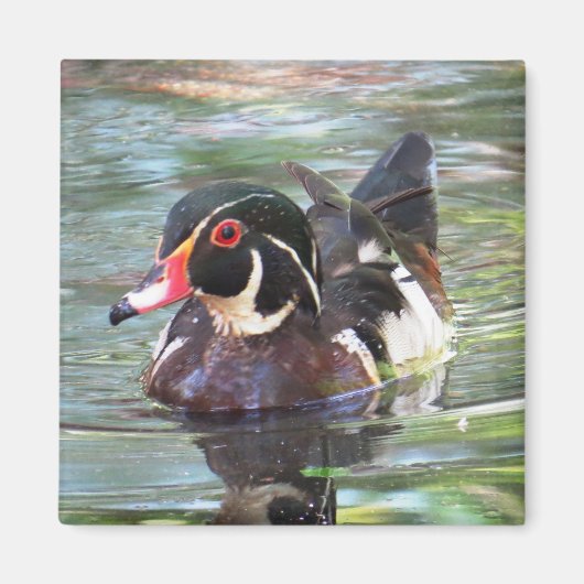 Wood Duck Magnet (Voorkant)