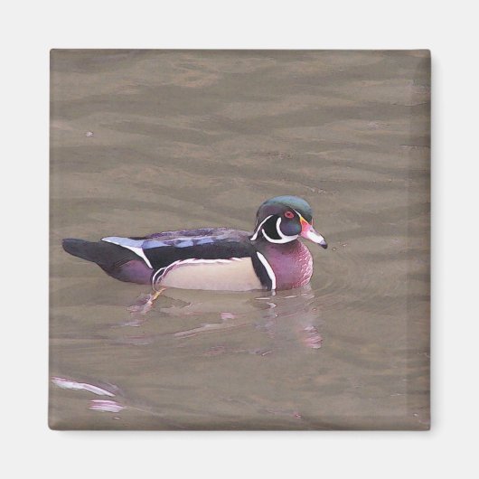 Wood Duck Magnet (Voorkant)
