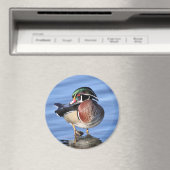 Wood Duck Magnet (Insitu (Vaatwasser))