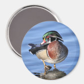 Wood Duck Magnet (Voorkant / Achterkant)