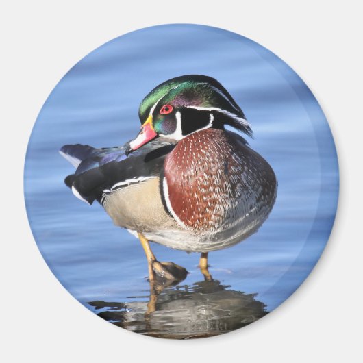 Wood Duck Magnet (Voorkant)