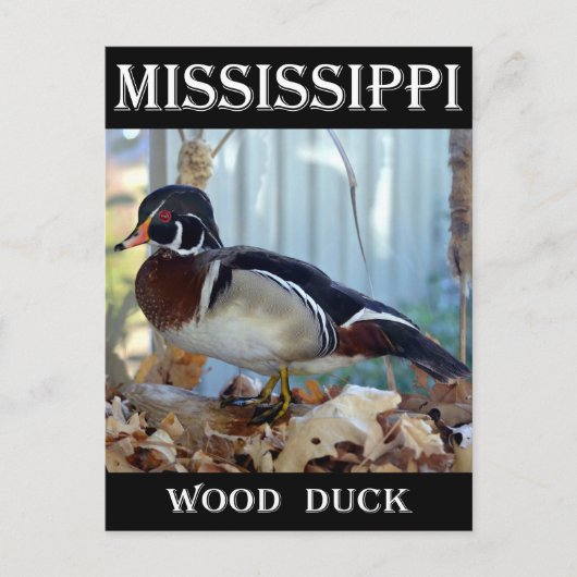 Wood Duck (Mississippi) Briefkaart (Voorkant)