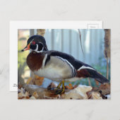 Wood Duck (Mississippi) Briefkaart (Voorkant / Achterkant)
