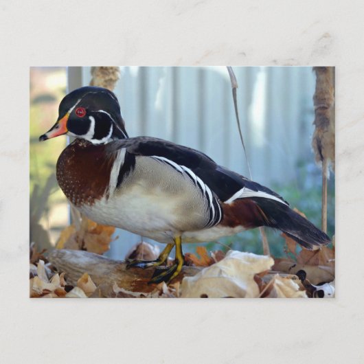 Wood Duck (Mississippi) Briefkaart (Voorkant)