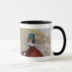 Wood Duck Mok