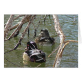 Wood Duck Pair (Voorkant Horizontaal)