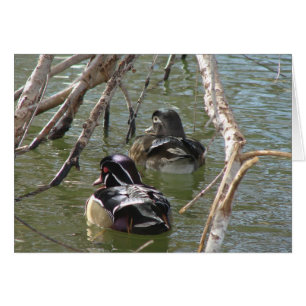 Wood Duck Pair