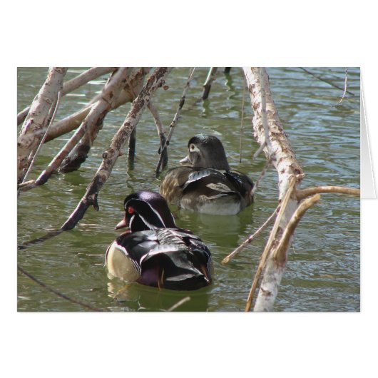 Wood Duck Pair (Voorkant Horizontaal)