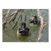 Wood Duck Pair (Voorkant Horizontaal)