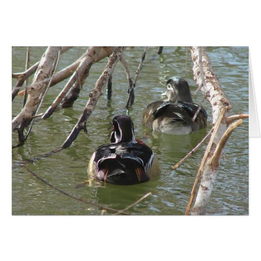 Wood Duck Pair (Voorkant Horizontaal)