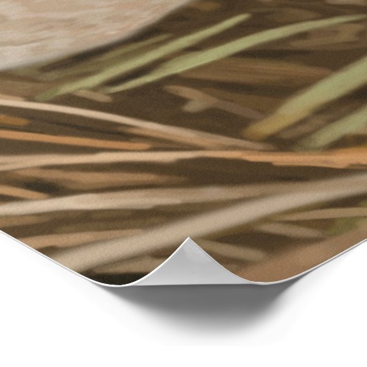 Wood Duck Poster (Hoek)