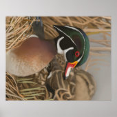 Wood Duck Poster (Voorkant)