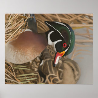 Wood Duck Poster