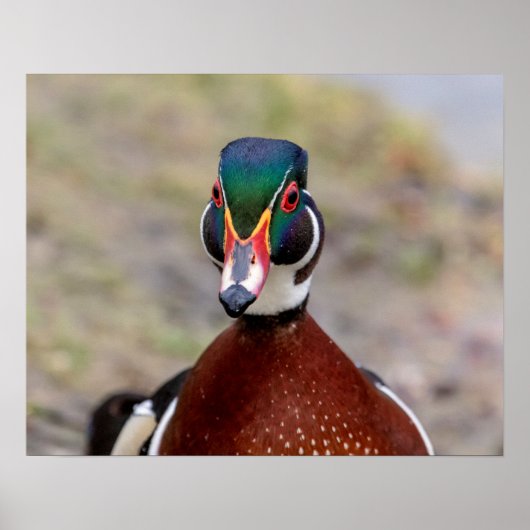 Wood Duck Poster (Voorkant)