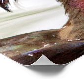 Wood Duck Poster (Hoek)