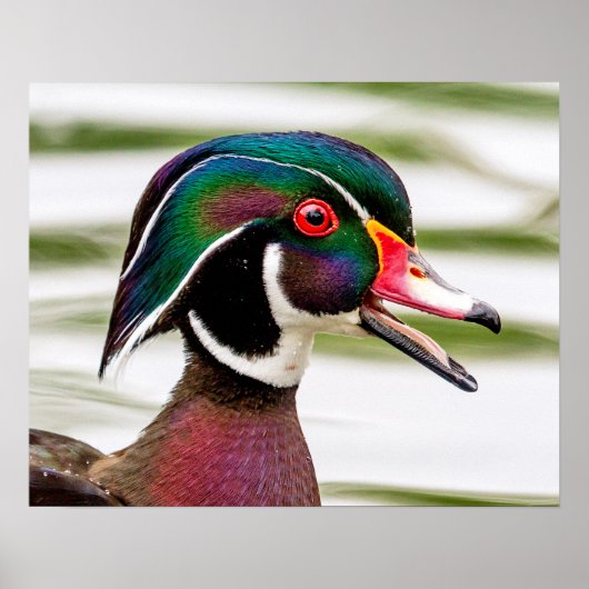 Wood Duck Poster (Voorkant)