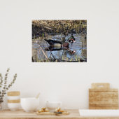 Wood Duck Poster (Keuken)