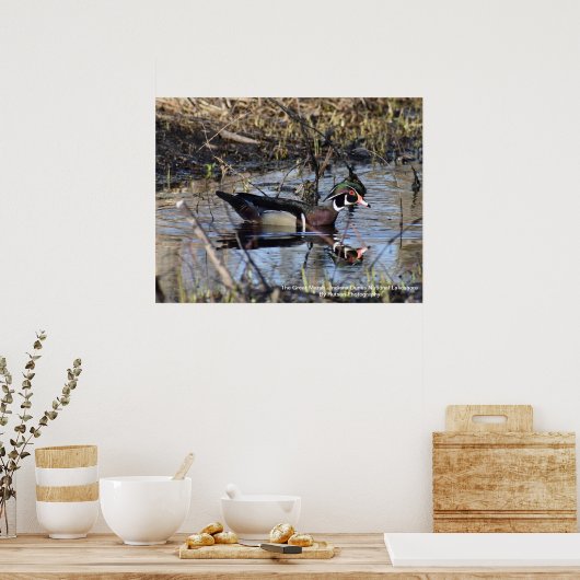 Wood Duck Poster (Keuken)