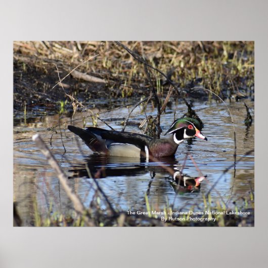 Wood Duck Poster (Voorkant)